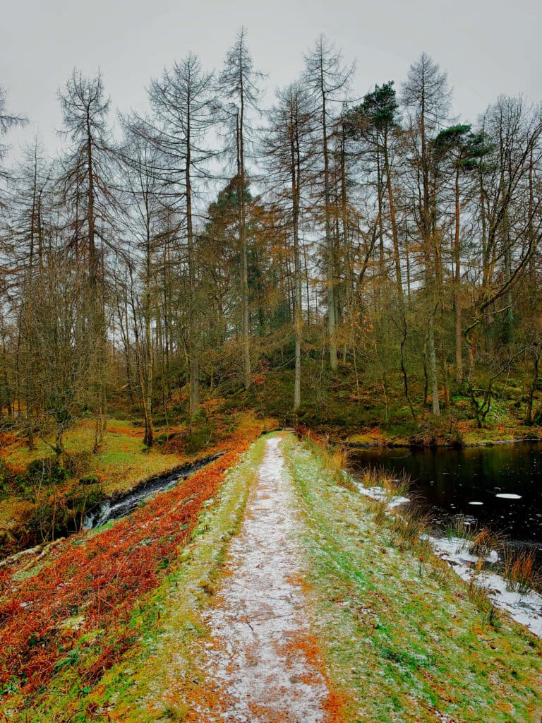 Natural trees shot on iPhone