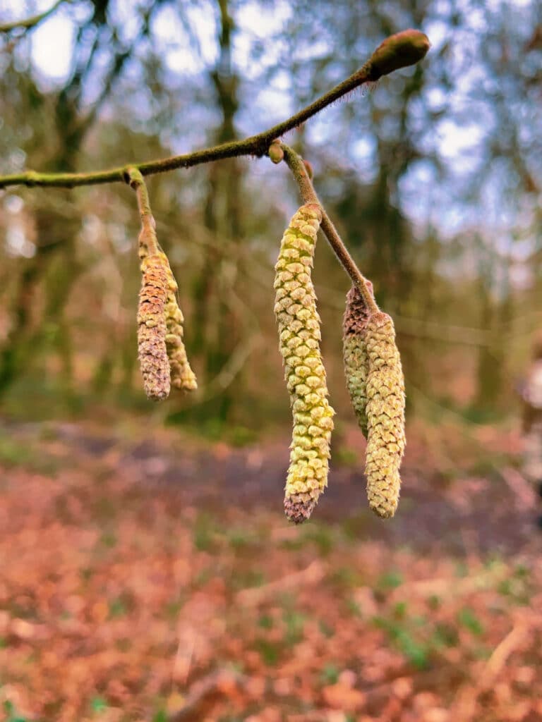 Nature shot on iPhone