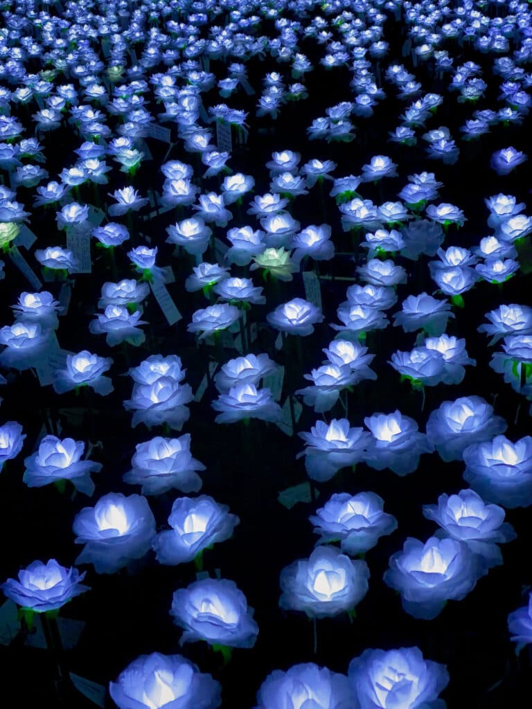 Flowers in London shot on iPhone