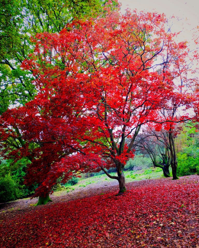 Autumn leaves shot on iPhone