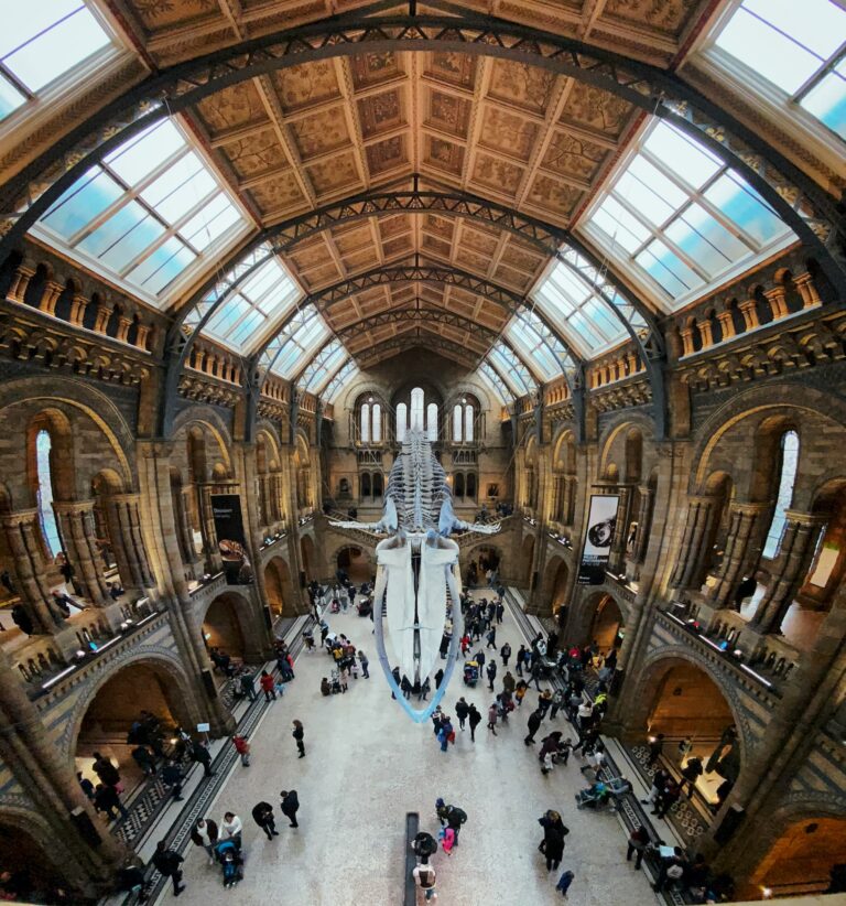 Photo of the dinosaur bones in the Natural History Museum