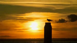 iPhone Photography of a silhouette of a bird during sunset