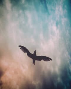 A flying bird shot on iPhone